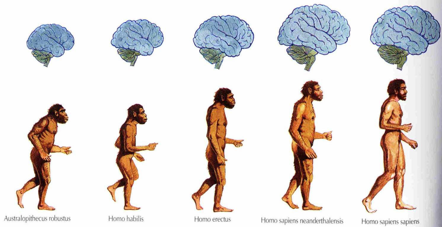 Evolution of the Human species (Homo genus) with relative brain size