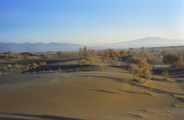 Gaz (tamarisk) trees planted to the north of Yazd to hold back the desert and storms