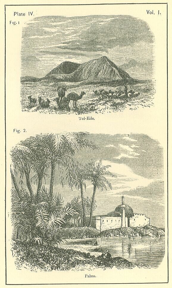 Plate 4
