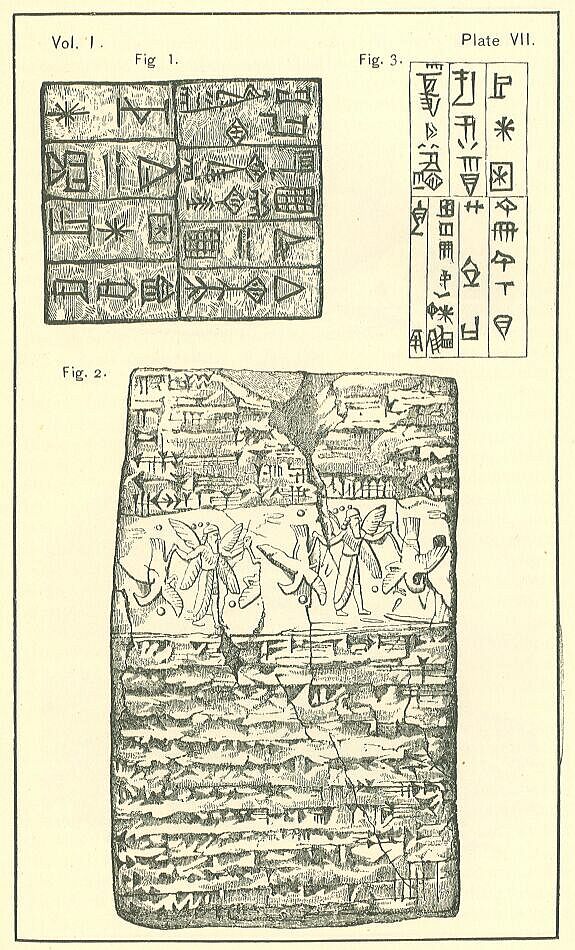 Plate 7
