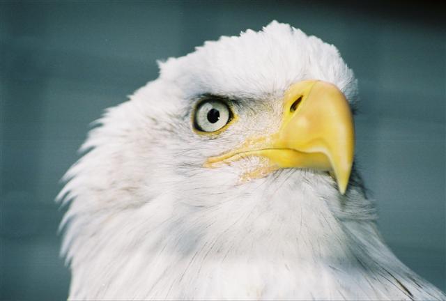Eagle looking very intently